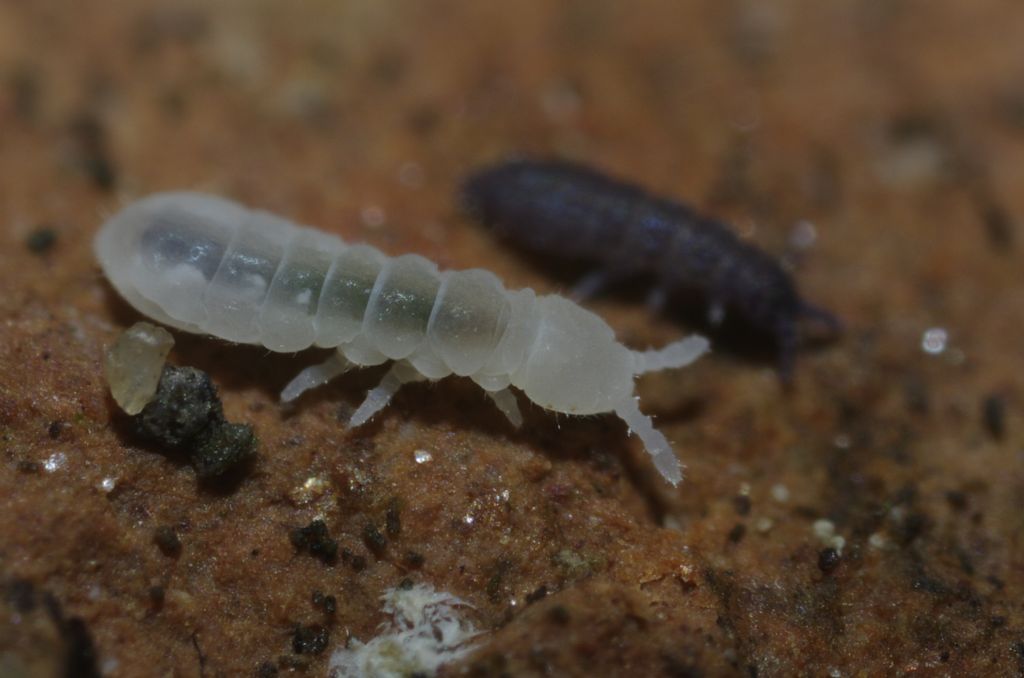 Collemboli bianchi, credo della famiglia Onychiuridae